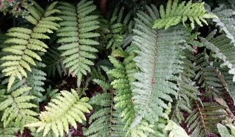 Blechnum chilense 